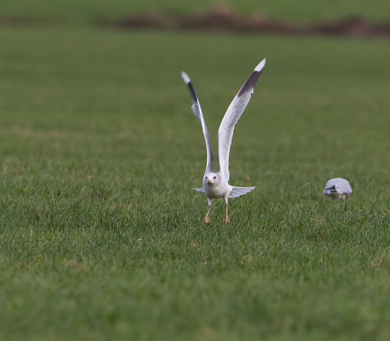 Larus canus Common Gull Stormmeeuw